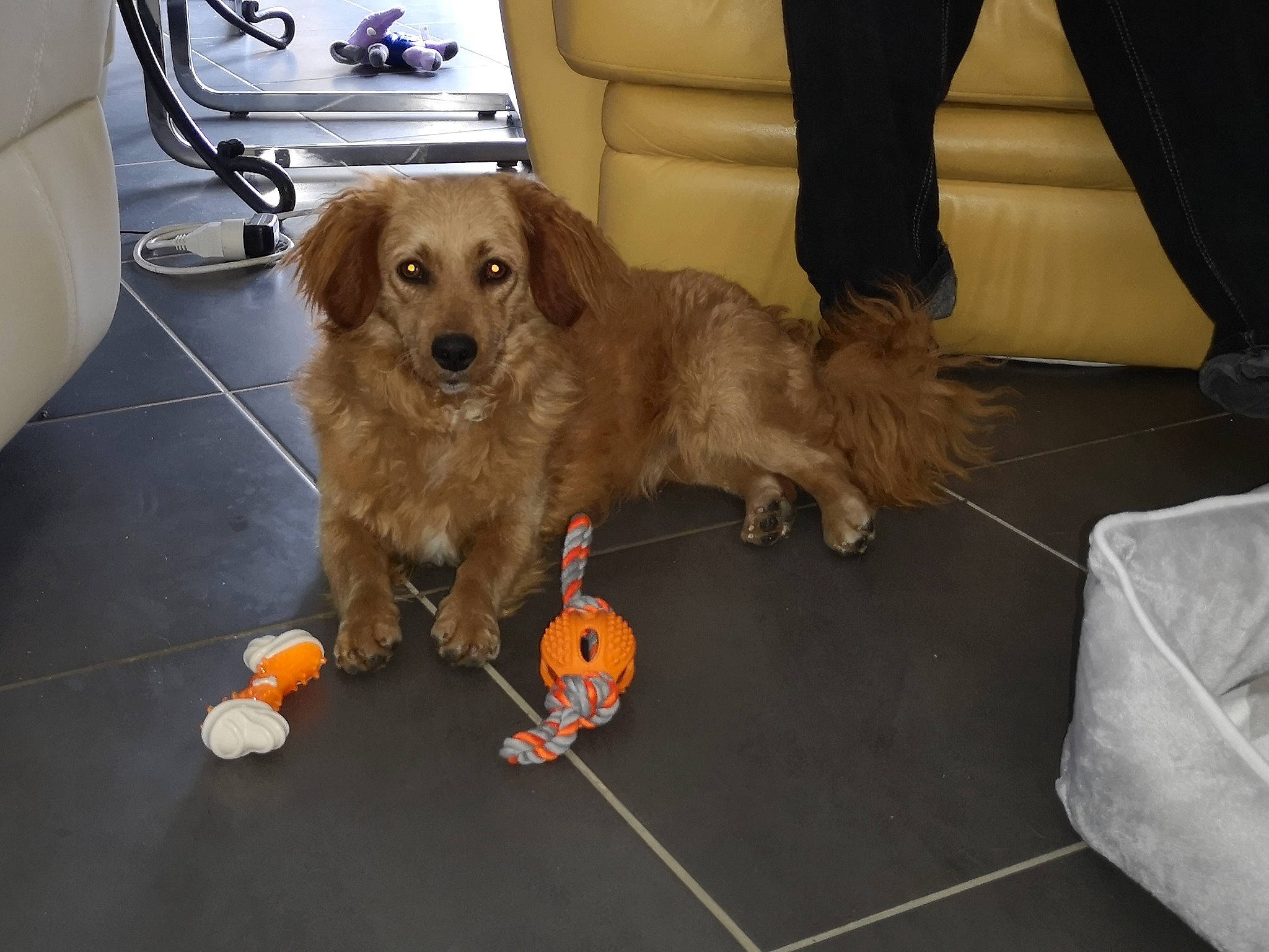 Malo a rejoint le concours — aidez-le/la à gagner de superbes lots ! carnivore, chair, companion_dog, dog, dog_breed, dog_supply, dog_toy, floor, flooring, gun_dog, hardwood, liver, pet_supply, snout, spaniel, sports_equipment, tennis_ball, vertebrate, wood, working_animal