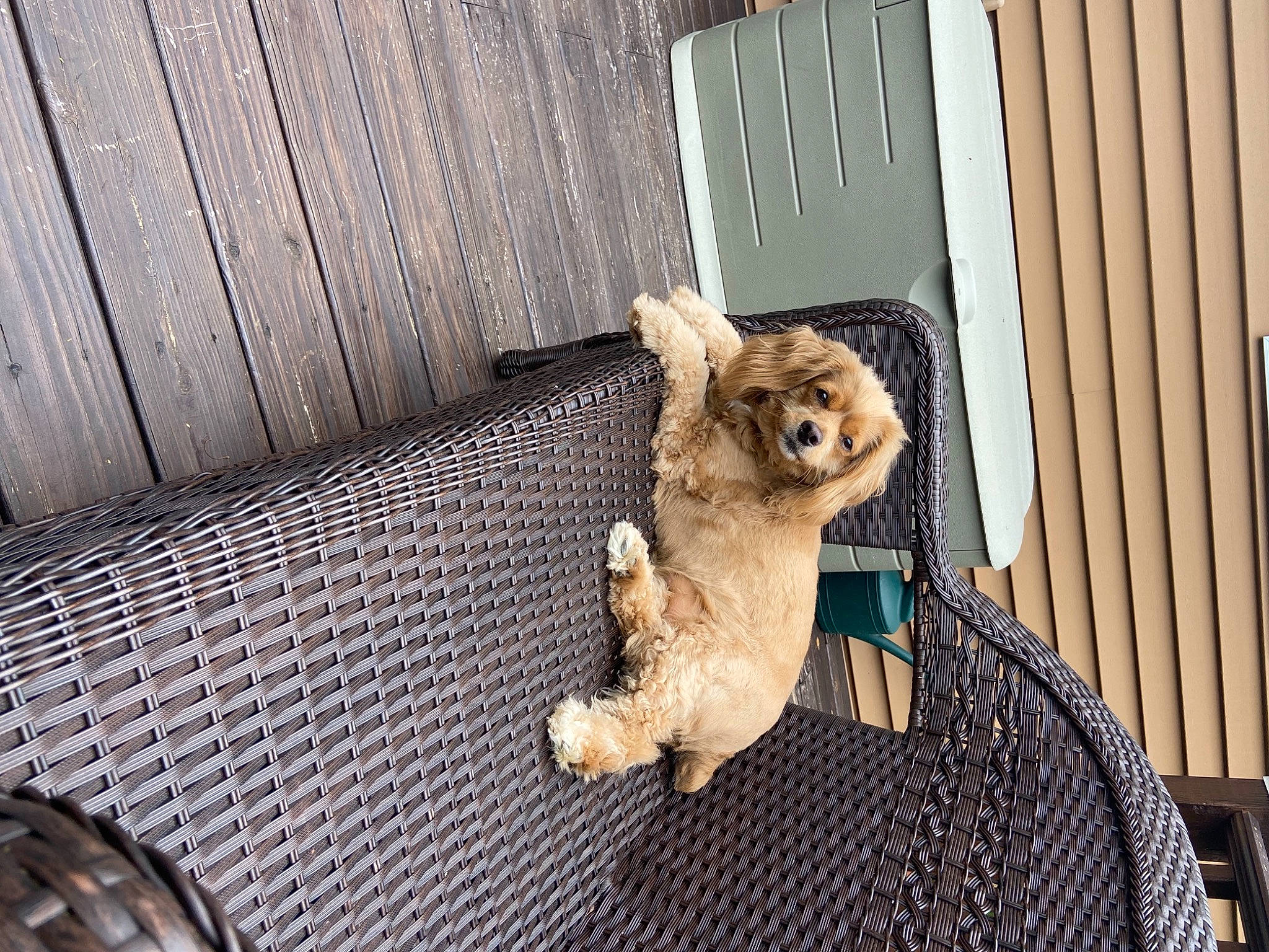 Rosebud is registered to the contest to win money with this photo: audubons_cottontail, companion_dog, domestic_rabbit, eastern_cottontail, fawn, felidae, hare, lower_keys_marsh_rabbit, owl, rabbit, rabbits_and_hares, small_to_medium_sized_cats, snout, squirrel, stuffed_toy, tail, toy, whiskers, wood, wood_rabbit