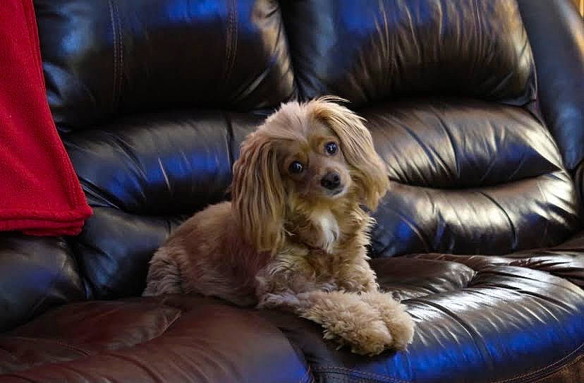 Rosebud joined the competition — help win amazing prizes! blond, blue, bored, carnivore, chair, comfort, companion_dog, couch, dog, dog_breed, electric_blue, fawn, furniture, liver, living_room, snout, studio_couch, toy_dog, wood, working_animal