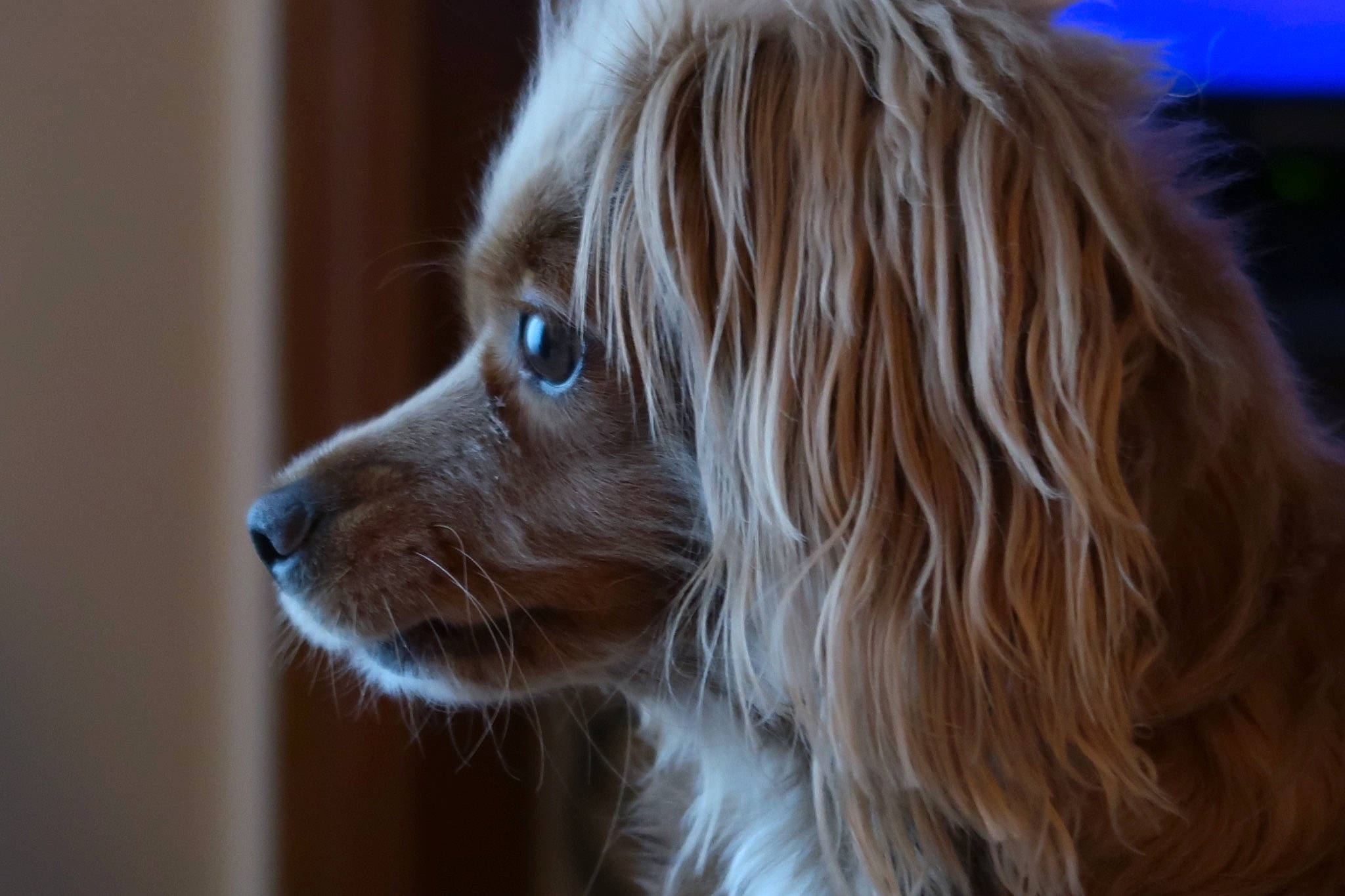 Rosebud joined the competition — help win amazing prizes! canidae, carnivore, close_up, companion_dog, dog, dog_breed, electric_blue, fur, gun_dog, liver, spaniel, sporting_group, toy_dog, whiskers, wood, working_animal