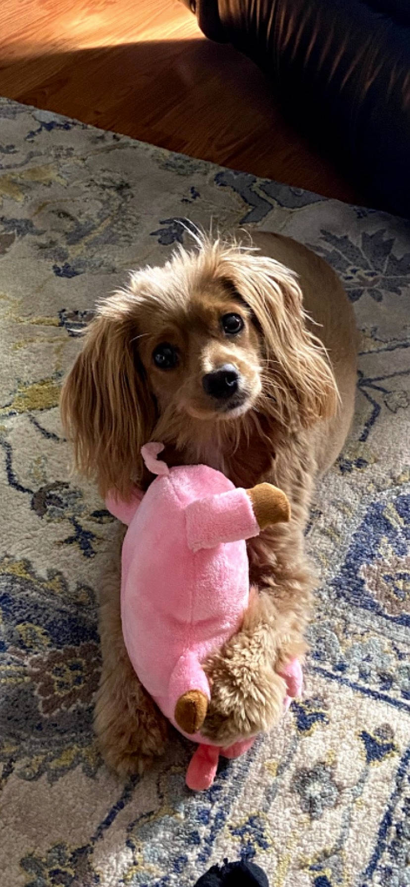 Rosebud is registered to the contest to win money with this photo: canidae, carnivore, companion_dog, dog, dog_breed, dog_collar, dog_supply, fashion_accessory, fawn, fur, liver, retriever, snout, spaniel, sporting_group, toy_dog, working_animal