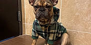 Waffle is registered to the contest to win money with this photo: animal, beige_wall, black_nose, brown, companion, cute, dog, ears_up, fashionable, french_bulldog, gold_chain, indoor, looking_at_camera, paws, pet, plaid_hoodie, portrait, sitting, small_dog, tile_floor