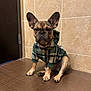 dog, french_bulldog, plaid_hoodie, gold_chain, sitting, tile_floor, beige_wall, indoor, pet, cute, small_dog, ears_up, fashionable, portrait, animal, companion, looking_at_camera, brown, black_nose, paws