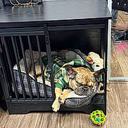 Waffle joined the competition — help win amazing prizes! dog, sleeping, crate, dog_bed, plaid_jacket, toy_ball, wooden_floor, blanket, stuffed_toy, black_furniture, pet, indoor, resting, cozy, calm, animal, paw, ears, snout, home