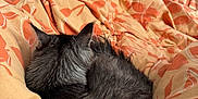 Zelda a rejoint le concours — aidez-le/la à gagner de superbes lots ! animal, bedroom, black_cat, blanket, cat, comfort, cozy, curled_up, domestic_cat, fur, fur_texture, indoor, orange_pattern, pet, quiet, relaxation, resting, sleeping, soft_texture, warm