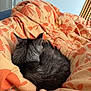 animal, bedroom, black_cat, blanket, cat, comfort, cozy, curled_up, domestic_cat, fur, fur_texture, indoor, orange_pattern, pet, quiet, relaxation, resting, sleeping, soft_texture, warm