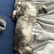 Zelda a rejoint le concours — aidez-le/la à gagner de superbes lots ! animal, blanket, cat, couch, cozy, cute, domestic_cat, fluffy, fur, home, indoor, mammal, paw, pet, relaxed, resting, sleeping, soft, tabby, whiskers