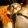 cat, dog, sleeping, close_up, orange_cat, white_dog, harness, whiskers, fur, pet, animal, cozy, resting, indoor, friendship, cute, snuggling, warm_light, peaceful, companion