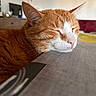 cat, orange_cat, white_cat, sleeping, close_up, whiskers, table, indoor, pet, feline, resting, cozy, cute, fur, domestic_animal, peaceful, relaxed, animal, head, nap