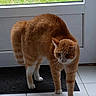 cat, orange_tabby, indoor, door, glass_door, tile_floor, green_grass, pet, animal, feline, white_paws, striped_fur, step, cautious, looking_down, home, mat, daylight, curious, domestic_cat