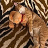 cat, sleeping, plush_toy, orange_cat, white_paws, blanket, patterned_blanket, striped_pattern, soft_texture, resting, cute, pet, animal, indoor, cozy, relaxed, fur, toy, snuggling, nap
