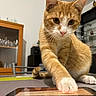 cat, orange_cat, white_paw, table, indoor, curious, pet, feline, domestic_animal, glass_cabinet, furniture, reflection, paw, close_up, home, sitting, whiskers, ears, focused, playful
