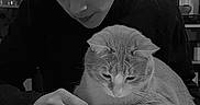 Winny a rejoint le concours — aidez-le/la à gagner de superbes lots ! black_sweater, cat, curious_cat, domestic_animal, focused, furniture, hand, home, indoor, interaction, looking_down, monochrome, person, pet, screen, short_hair, smartphone, table, technology, young_man