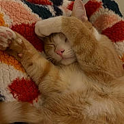 Winny participe au concours pour gagner de l'argent avec cette photo : cat, orange_cat, sleeping, paw, blanket, cozy, fur, pet, domestic_animal, cute, relaxed, indoor, cute_pet, feline, resting, animal, whiskers, pink_nose, soft_texture, snuggled