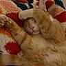 cat, orange_cat, sleeping, paw, blanket, cozy, fur, pet, domestic_animal, cute, relaxed, indoor, cute_pet, feline, resting, animal, whiskers, pink_nose, soft_texture, snuggled