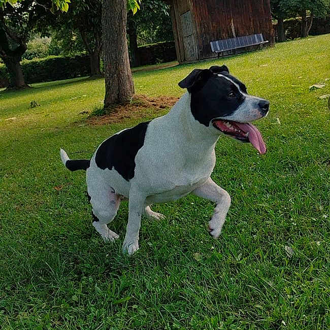 Nira participe au concours pour gagner de l'argent avec cette photo : animal, bench, black_and_white, canine, dog, grass, grass_field, greenery, happy, leafy, nature, outdoor, park, pet, playful, summer, sunlight, tongue_out, tree, wooden_shed