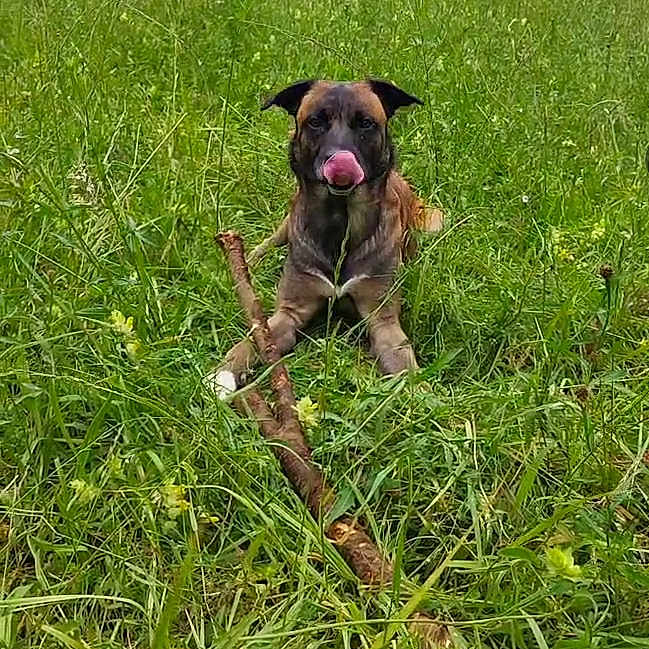 Ramsès a rejoint le concours — aidez-le/la à gagner de superbes lots ! animal, canine, dog, ears, field, fur, grass, greenery, lying, meadow, nature, outdoor, pet, playful, snout, stick, summer, tongue, tongue_out, wildflowers