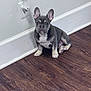 Blu is registered to the contest to win money with this photo: french_bulldog, puppy, dog, brown_floor, white_wall, flooring, pet, animal, indoor, sitting, ears, curious, young, canine, cute, companion, domestic_animal, alert, front_view, small_dog