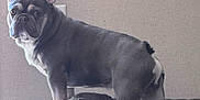 Blu is registered to the contest to win money with this photo: dog, french_bulldog, pet, indoor, couch, leash, wall_art, curious, alert, standing, fur, ears, legs, tail, domestic_animal, canine, household, furniture, portrait, companion