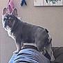 dog, french_bulldog, pet, indoor, couch, leash, wall_art, curious, alert, standing, fur, ears, legs, tail, domestic_animal, canine, household, furniture, portrait, companion