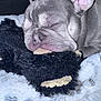Blu is registered to the contest to win money with this photo: dog, french_bulldog, sleeping, toy, black_toy, blanket, pet, animal, close_up, cozy, relaxed, face, fur, ears, cute, resting, indoor, nap, soft, companion