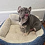 dog, puppy, french_bulldog, pet_bed, tongue_out, indoor, cozy, fluffy, blue, white, wooden_floor, cute, animal, pet, sitting, small_dog, face, ears, nose, fur