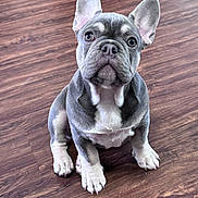 Blu is registered to the contest to win money with this photo: french_bulldog, puppy, dog, pet, animal, indoor, wooden_floor, ears, cute, sitting, young, mammal, domestic_animal, looking, fur, portrait, companion, adorable, whiskers, snout