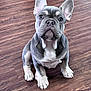 french_bulldog, puppy, dog, pet, animal, indoor, wooden_floor, ears, cute, sitting, young, mammal, domestic_animal, looking, fur, portrait, companion, adorable, whiskers, snout