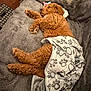 dog, puppy, sleeping, blanket, paw_prints, fur, cozy, brown_fur, paws, plush, bedding, throw_blanket, pet, asleep, couch, home_interior, textile, soft, snuggle, toy