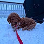 Moose is registered to the contest to win money with this photo: dog, puppy, snow, red_leash, curly_fur, brown_fur, paw_prints, backyard, deck, railing, grill_cover, winter, outdoor, playful, chewing, sitting, snowflakes, pet, close_up, cold