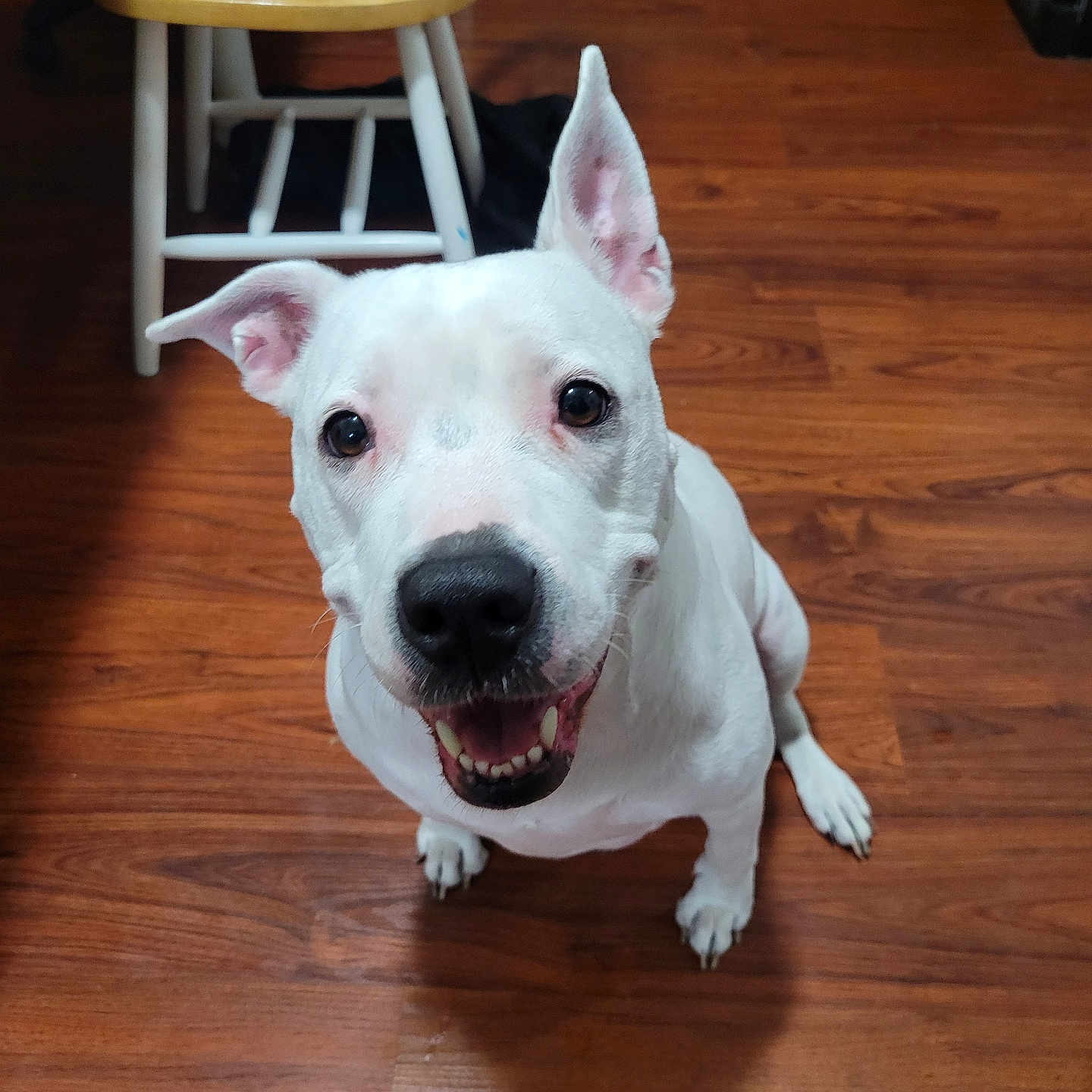 Athena joined the competition — help win amazing prizes! animal, canine, chair, companion, cute, dog, domestic, ears, flooring, friendly, fur, happy, indoor, looking_up, pet, sitting, smiling, tongue, white_dog, wooden_floor
