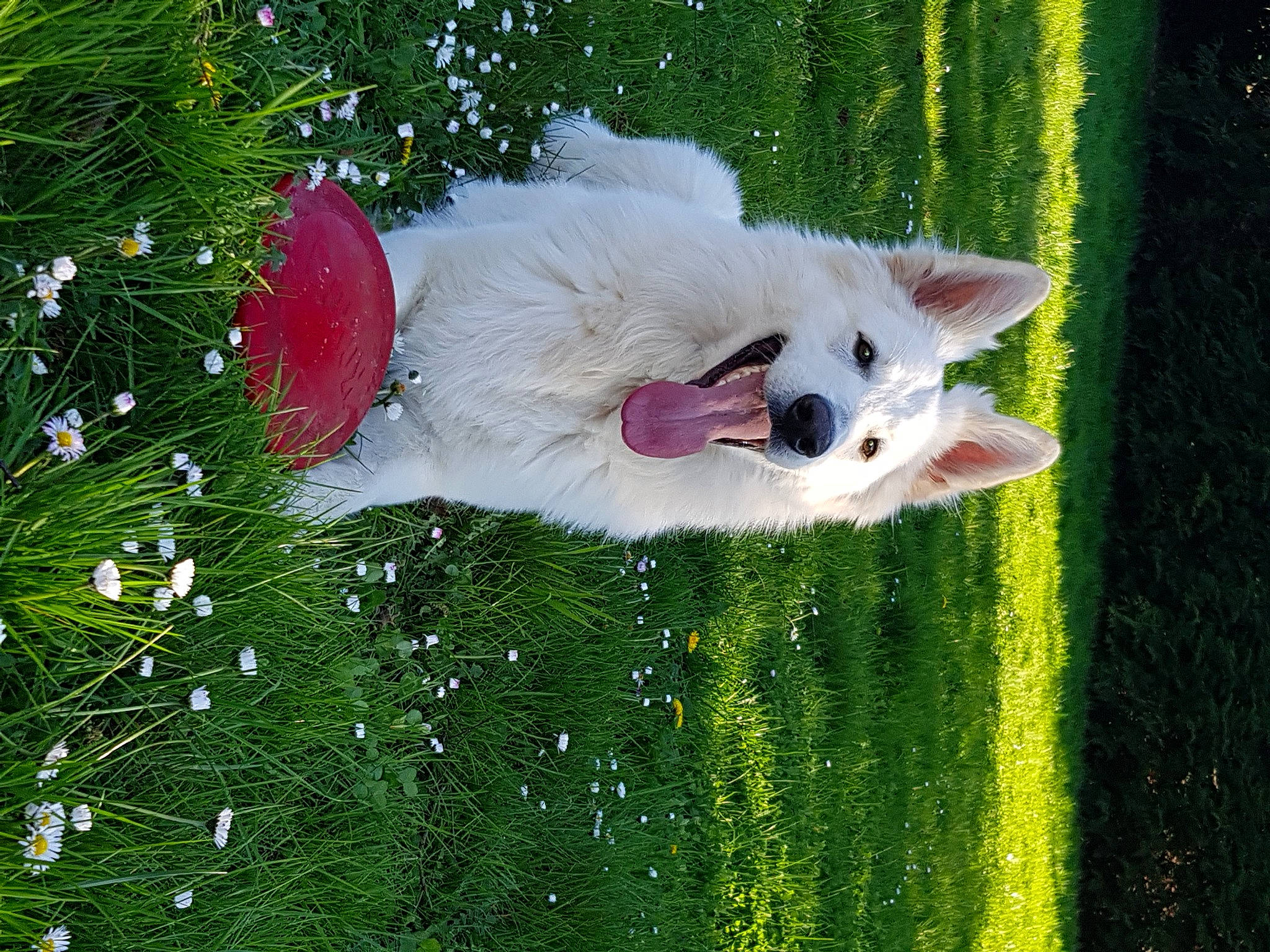 Nouky participe au concours pour gagner de l'argent avec cette photo : american_eskimo_dog, berger_blanc_suisse, canidae, carnivore, companion_dog, dog, dog_breed, dog_sports, dog_supply, herding_dog, indian_spitz, japanese_spitz, lawn, non_sporting_group, samoyed, sporting_group, volpino_italiano, working_animal, working_dog