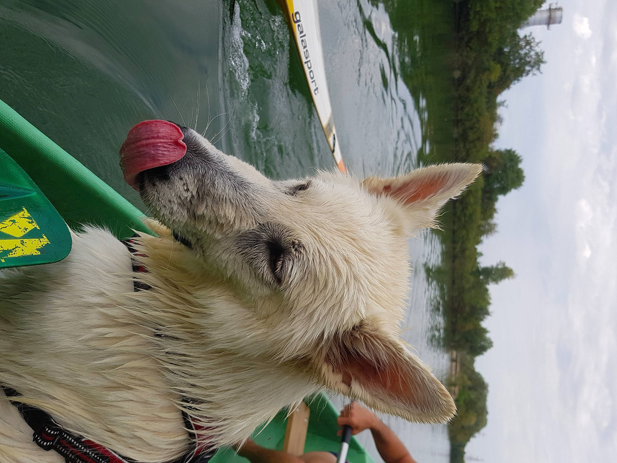 Nouky participe au concours pour gagner de l'argent avec cette photo : boat, canidae, carnivore, cloud, collar, companion_dog, dog, dog_breed, fang, fawn, foot, fur, sky, snout, sporting_group, tree, vertebrate, water, whiskers, wildlife