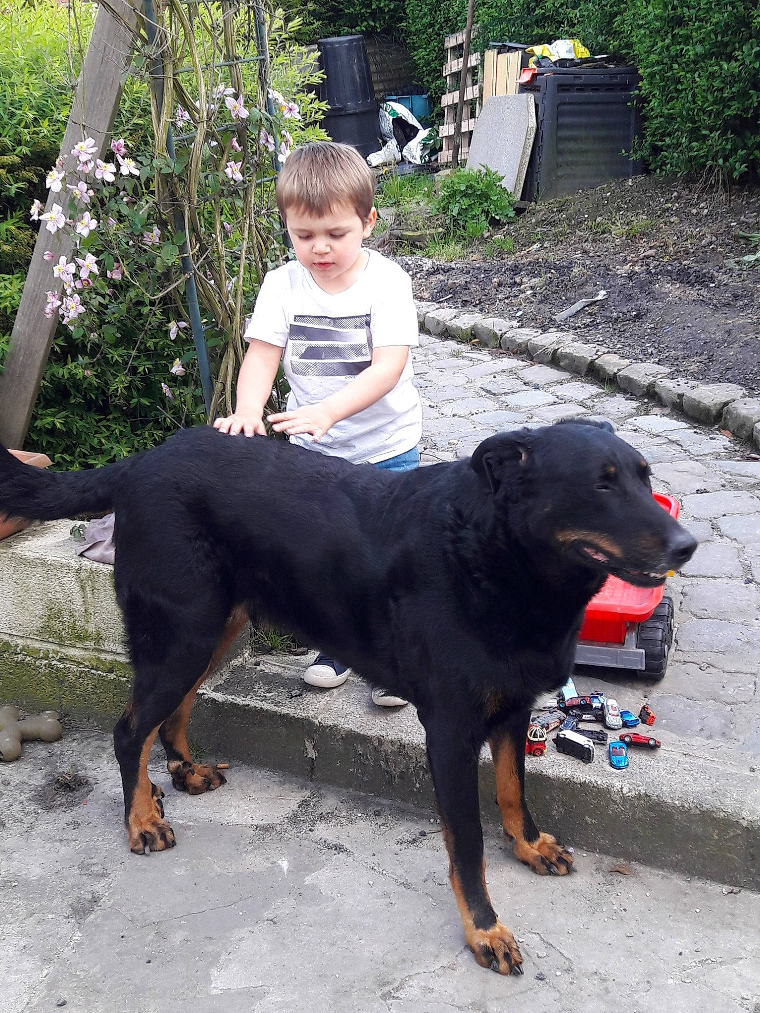 Harko a rejoint le concours — aidez-le/la à gagner de superbes lots ! beauceron, canidae, carnivore, dog, dog_breed, hunting_dog, mammal, person, rottweiler, sporting_group, vertebrate, working_dog