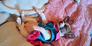Dottie Joe joined the competition — help win amazing prizes! animal, blanket, canine, chihuahua, clothing, colorful_clothing, cozy, cute, dog, ears, fur, indoors, pet, pink, puppy, relaxing, resting, sleeping, small_dog, soft