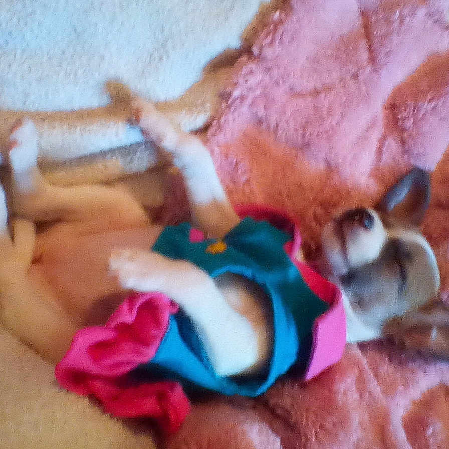 Dottie Joe joined the competition — help win amazing prizes! animal, blanket, canine, chihuahua, clothing, colorful_clothing, cozy, cute, dog, ears, fur, indoors, pet, pink, puppy, relaxing, resting, sleeping, small_dog, soft