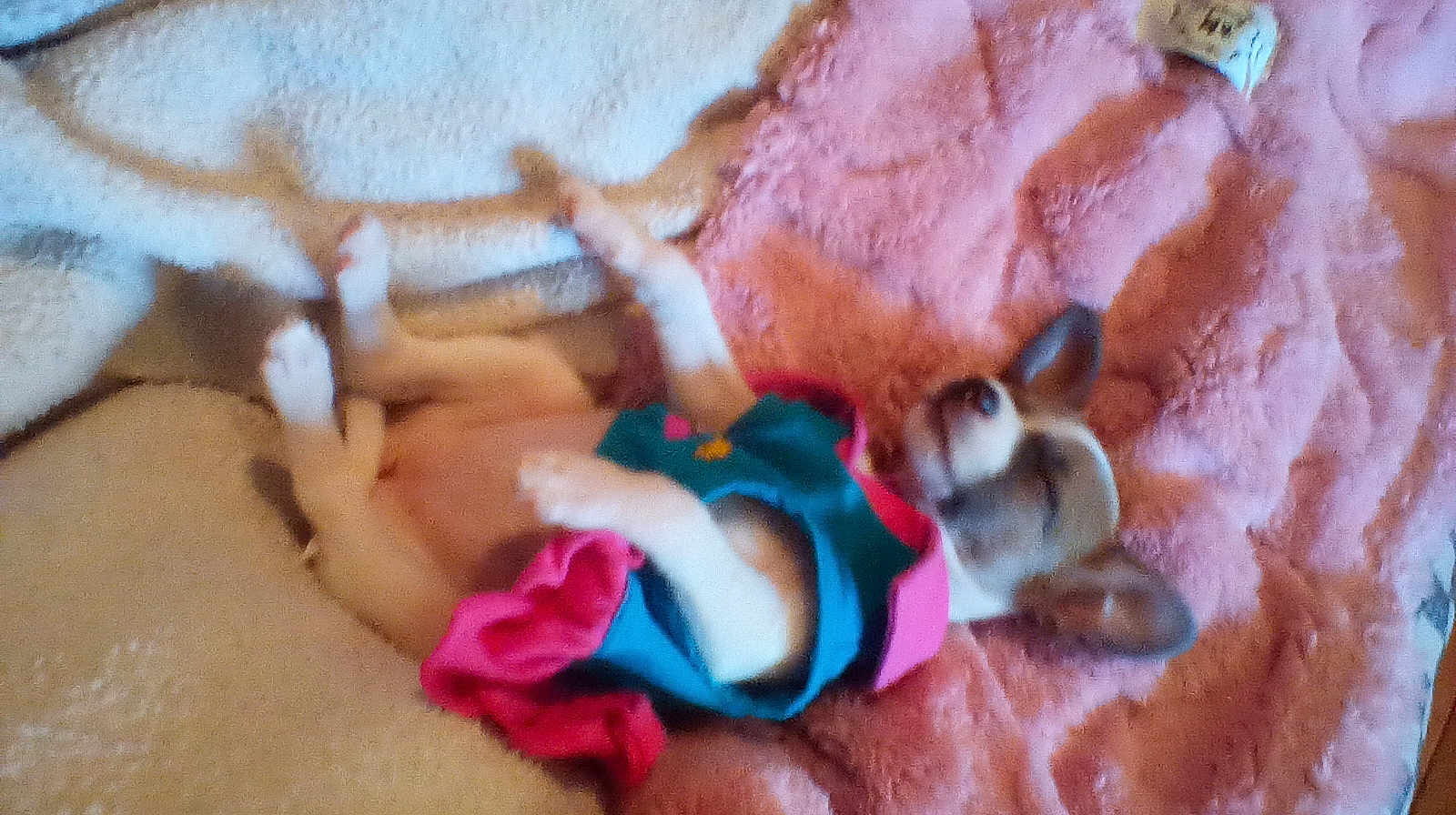 Dottie Joe