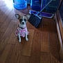 animal, broom, cleaning_tools, curious, cute, dog, domestic, ears_up, flooring, household, indoor, looking_up, pet, pink_clothing, puppy, sitting, small_dog, tiny, water_containers, wooden_floor