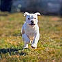 Rambo is registered to the contest to win money with this photo: puppy, dog, running, grass, outdoor, white_dog, animal, motion, playful, young_dog, pet, nature, blurred_background, happy, ears, grass_field, daylight, energetic, cute, canine