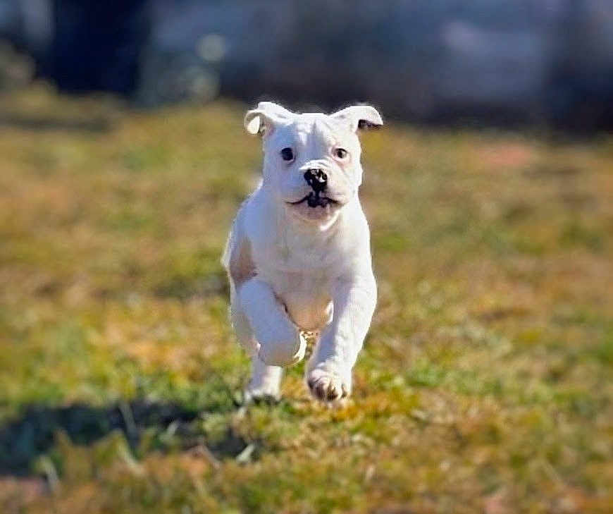 Rambo is registered to the contest to win money with this photo: puppy, dog, running, grass, outdoor, white_dog, animal, motion, playful, young_dog, pet, nature, blurred_background, happy, ears, grass_field, daylight, energetic, cute, canine