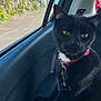 cat, black_cat, pet, collar, car_interior, window, flowers, purple_flowers, red_roof, building, street, daylight, animal, whiskers, ears, green_eyes, seat, door_panel, leash, curious