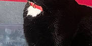 Domi participe au concours pour gagner de l'argent avec cette photo : cat, black_cat, pet, feline, indoor, red_collar, white_patch, animal, sitting, portrait, fur, whiskers, ears, green_eyes, domestic_cat, closeup, texture, wall, background, quiet