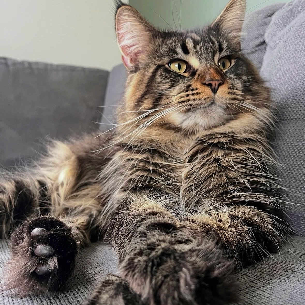 Thanos a rejoint le concours — aidez-le/la à gagner de superbes lots ! cat, closeup, couch, ears, feline, fur, indoor, long_hair, maine_coon, majestic, muzzle, paw, paw_pads, pet, portrait, relaxed, sofa, tabby, whiskers, yellow_eyes