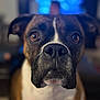 dog, boxer, pet, close_up, brown, white, face, animal, indoor, portrait, ears, snout, nose, eyes, furry, canine, looking, background_blur, focus, muzzle