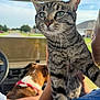 Bella is registered to the contest to win money with this photo: tabby_cat, cat, dog, pet, animal, vehicle_interior, person, holding, collar, suburban, street, house, greenery, daylight, closeup, fur, whiskers, ears, outdoor_view, window