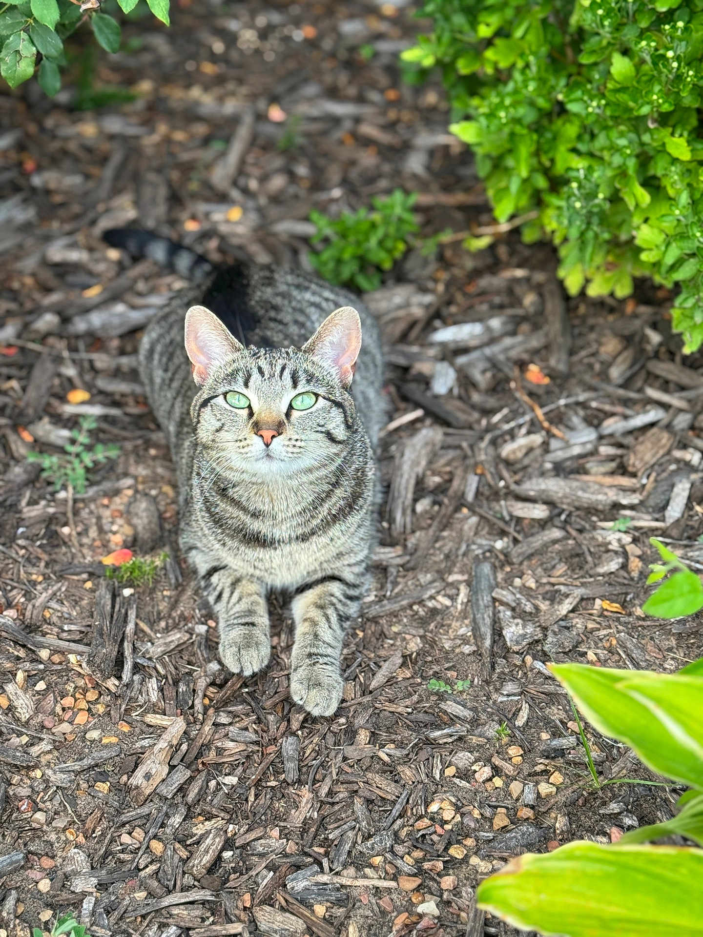 Bella joined the competition — help win amazing prizes! cat, tabby, green_eyes, animal, pet, outdoor, nature, foliage, wood_chips, ground, curious, sitting, relaxed, whiskers, ears, paws, fur, daylight, closeup, mammal