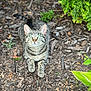 Bella is registered to the contest to win money with this photo: cat, tabby, green_eyes, animal, pet, outdoor, nature, foliage, wood_chips, ground, curious, sitting, relaxed, whiskers, ears, paws, fur, daylight, closeup, mammal