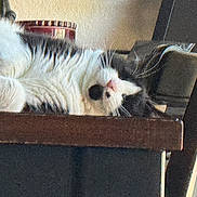 Oreo is registered to the contest to win money with this photo: cat, black_and_white, lying_down, indoor, furniture, table, relaxed, pet, animal, whiskers, nap, resting, wood, bottle, domestic, cozy, closeup, feline, sleeping, household