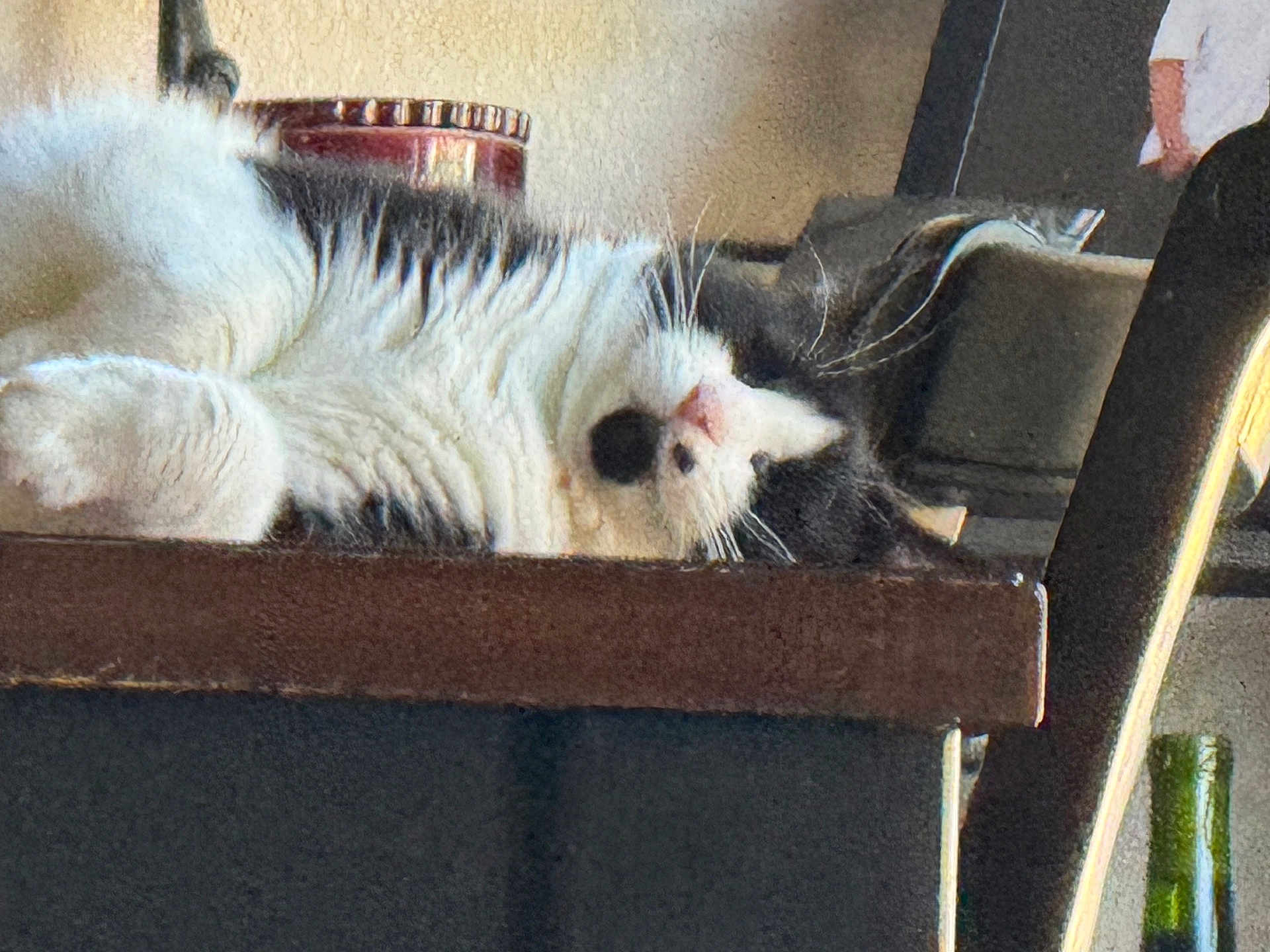 Oreo