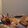 dog, german_shepherd, sleeping, dog_bed, plush_toy, indoor, resting, pet, brown, black, floor, cozy, cute, animal, canine, relaxed, home, toy, comfort, nap